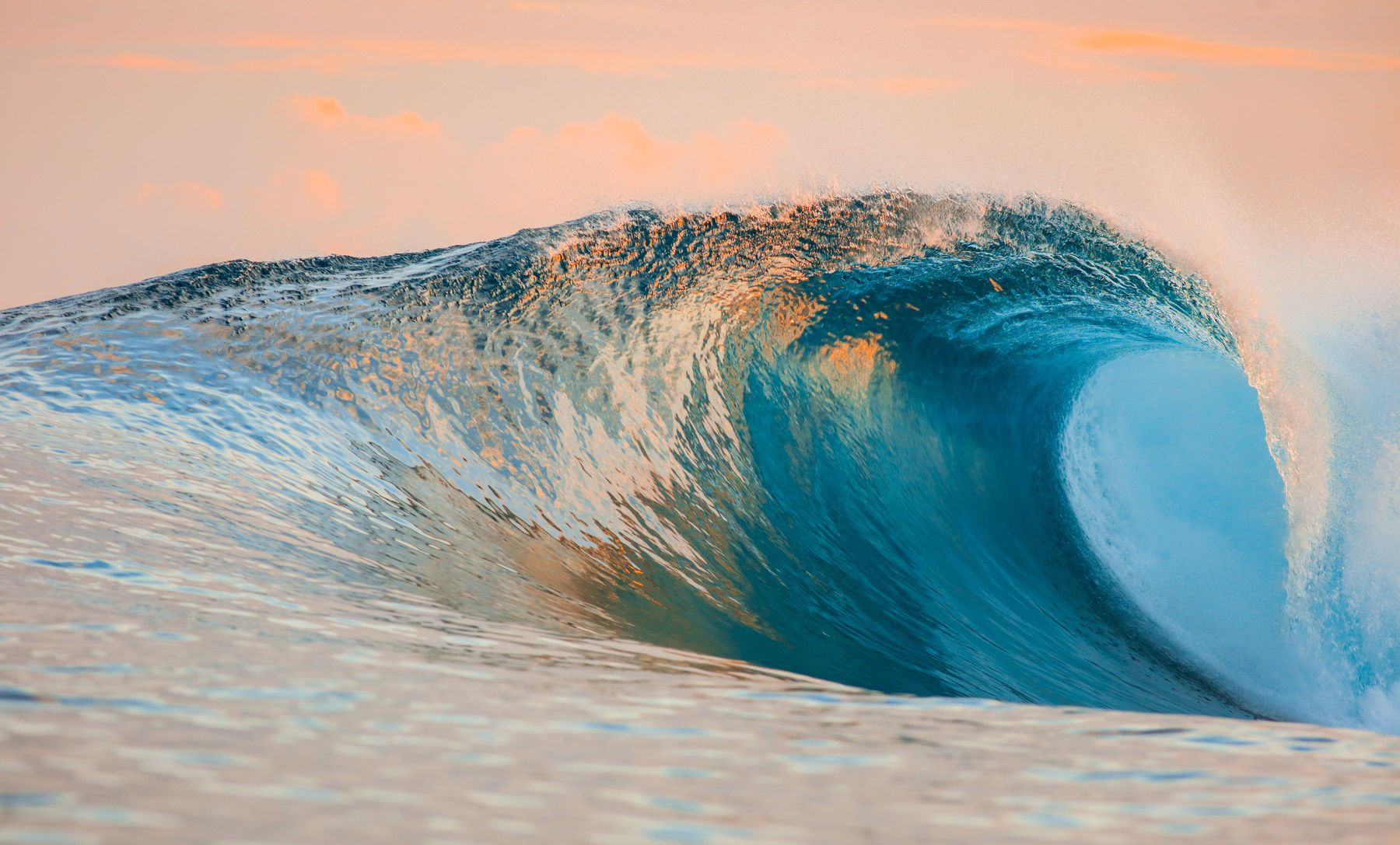 Dolphins jumping through a wave off a palm-lined beach